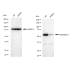 KD-Validated PEPD Rabbit mAb (20 μl)