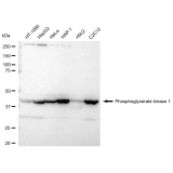 KD-Validated PGK1 Rabbit mAb (20 μl)