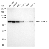 KD-Validated AMPKA1 Rabbit mAb (20 μl)