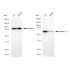 KD-Validated AMPKA1 Rabbit mAb (20 μl)