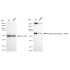 KD-Validated Phospho-AMPKA1 (S496) Rabbit mAb (20 μl)