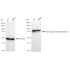 KD-Validated PRMT7 Rabbit mAb (20 μl)