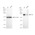 KD-Validated PVR Rabbit mAb (20 μl)