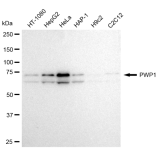 KD-Validated PWP1 Rabbit mAb (20 μl)