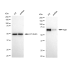 KD-Validated Raf1 Rabbit mAb (20 μl)