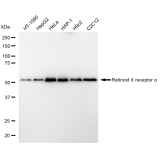 KD-Validated RXRA Rabbit mAb (20 μl)