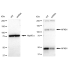 KD-Validated NFKB1 Rabbit mAb (20 μl)
