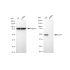KD-Validated CLP1 Rabbit mAb (20 μl)