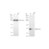 KD-Validated DES Rabbit mAb (20 μl)