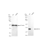 KD-Validated AKR1C1/2 Rabbit mAb (20 μl)