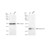 KD-Validated ANXA10 Rabbit mAb (20 μl)