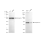 KD-Validated CASP2 Rabbit mAb (20 μl)
