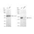 KD-Validated CDC37 Rabbit mAb (20 μl)