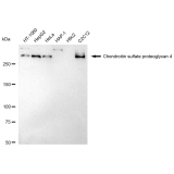 KD-Validated CSPG4 Rabbit mAb (20 μl)