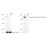 KD-Validated CSPG4 Rabbit mAb (20 μl)