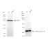 KD-Validated Phospho-Cdk2 (Y15) Rabbit mAb (20 μl)