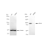 KD-Validated AP1G1 Rabbit mAb (20 μl)