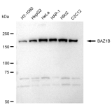 KD-Validated BAZ1B Rabbit mAb (20 μl)