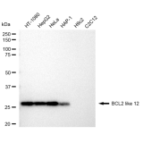 KD-Validated BCL2L12 Rabbit mAb (20 μl)