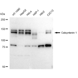 KD-Validated CLSTN1 Rabbit mAb (20 μl)