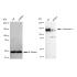 KD-Validated CLSTN1 Rabbit mAb (20 μl)