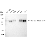 KD-Validated Phospho-BCAR1 (Y410) Rabbit mAb (20 μl)
