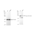 KD-Validated Phospho-eIF4B (S406) Rabbit mAb (20 μl)