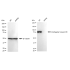 KD-Validated IFT88 Rabbit mAb (20 μl)