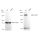 KD-Validated IQGAP2 Rabbit mAb (20 μl)