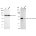 KD-Validated cleaved Caspase-9 Rabbit mAb (20 μl)