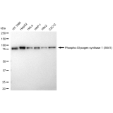KD-Validated Phospho-GYS1 (S641) Rabbit mAb (20 μl)