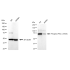 KD-Validated Phospho-PKCA (T638) Rabbit mAb (20 μl)