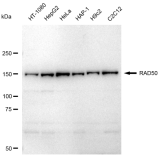 KD-Validated RAD50 Rabbit mAb (20 μl)