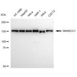 KD-Validated SMARCC1 Rabbit mAb (20 μl)