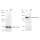 KD-Validated SPINK5 Rabbit mAb (20 μl)