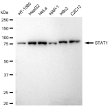 KD-Validated STAT1 Rabbit mAb (20 μl)