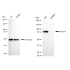 KD-Validated STAT1 Rabbit mAb (20 μl)