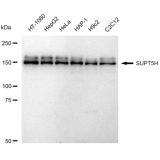 KD-Validated SUPT5H Rabbit mAb (20 μl)