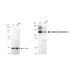 KD-Validated TRIM24 Rabbit mAb (20 μl)