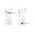KD-Validated UFC1 Rabbit mAb (20 μl)