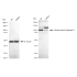 KD-Validated USP13 Rabbit mAb (20 μl)
