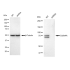 KD-Validated Cullin4A Rabbit mAb (20 μl)