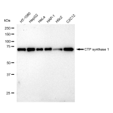 KD-Validated CTPS1 Rabbit mAb (20 μl)