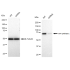 KD-Validated CTPS1 Rabbit mAb (20 μl)