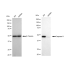 KD-Validated CASP9 Rabbit mAb (20 μl)