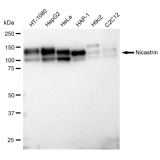 KD-Validated Nicastrin Rabbit mAb (20 μl)