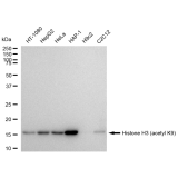 KD-Validated Histone H3 (acetyl K9) Rabbit mAb (20 μl)