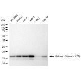 KD-Validated Histone H3 (acetyl K27) Rabbit mAb (20 μl)
