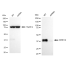 KD-Validated ERK1/2 Rabbit mAb (20 μl)