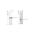KD-Validated p38 MAPK Rabbit mAb (20 μl)